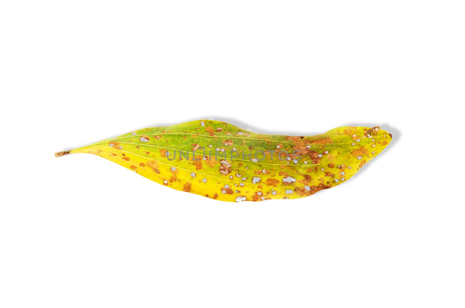 yellow leaf full of holes isolated on white background