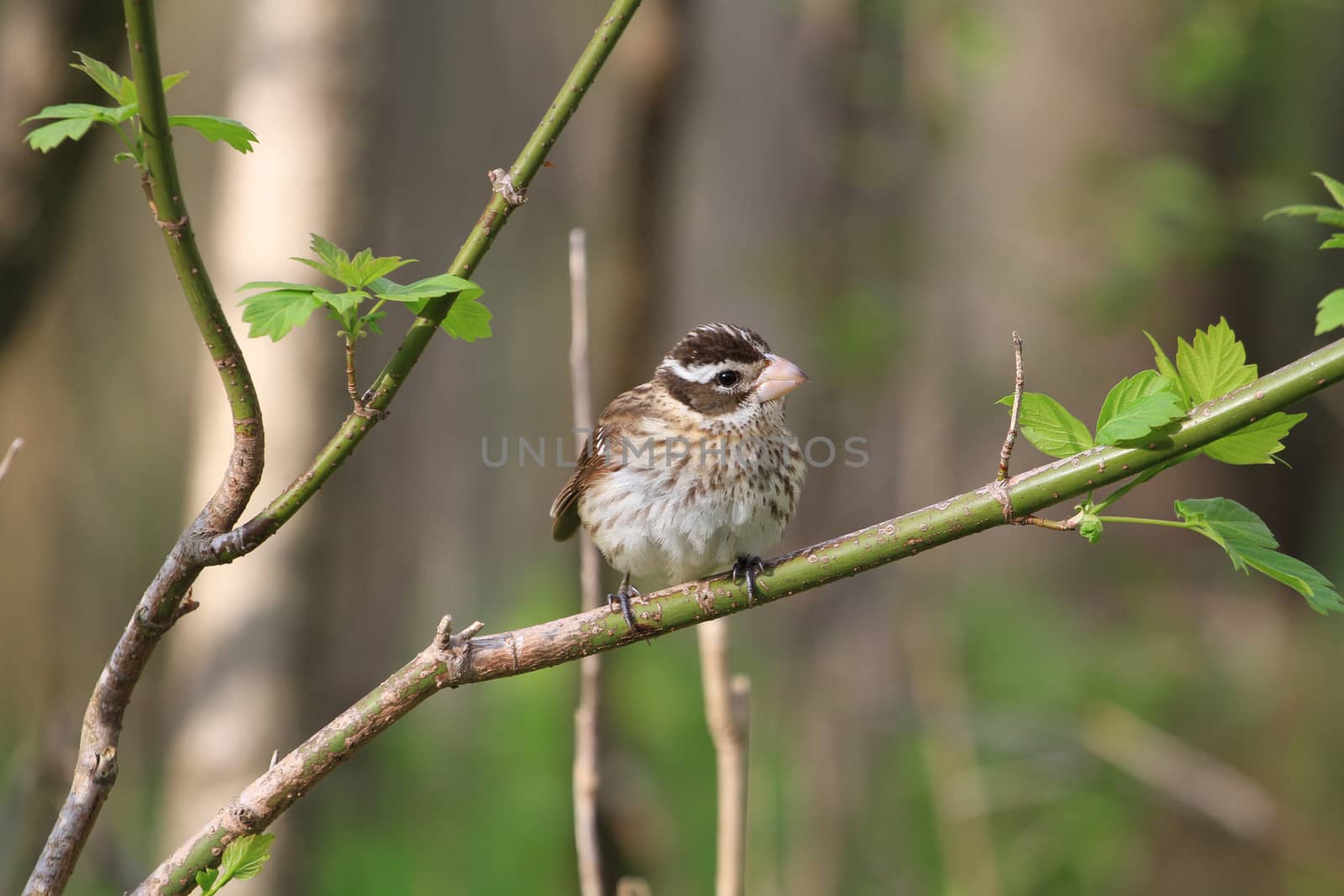 Rose-breasted Grosbeak female perched on branch in early morning sun