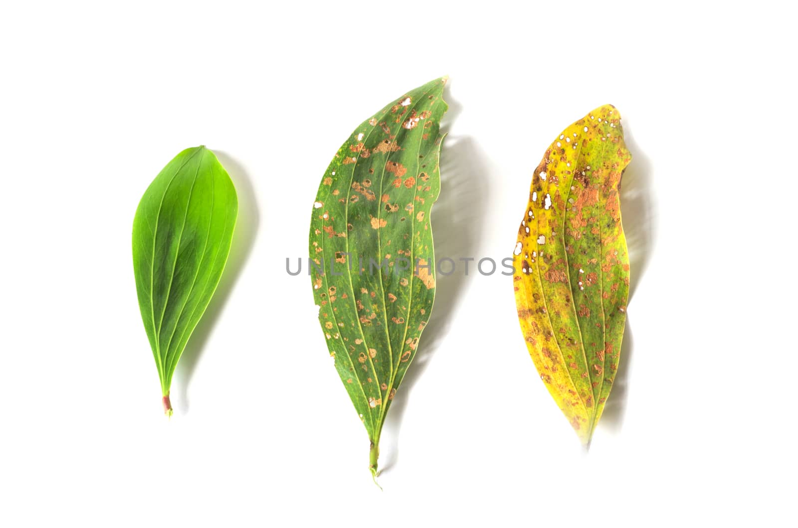 green and dry leaf full of holes isolated on white background