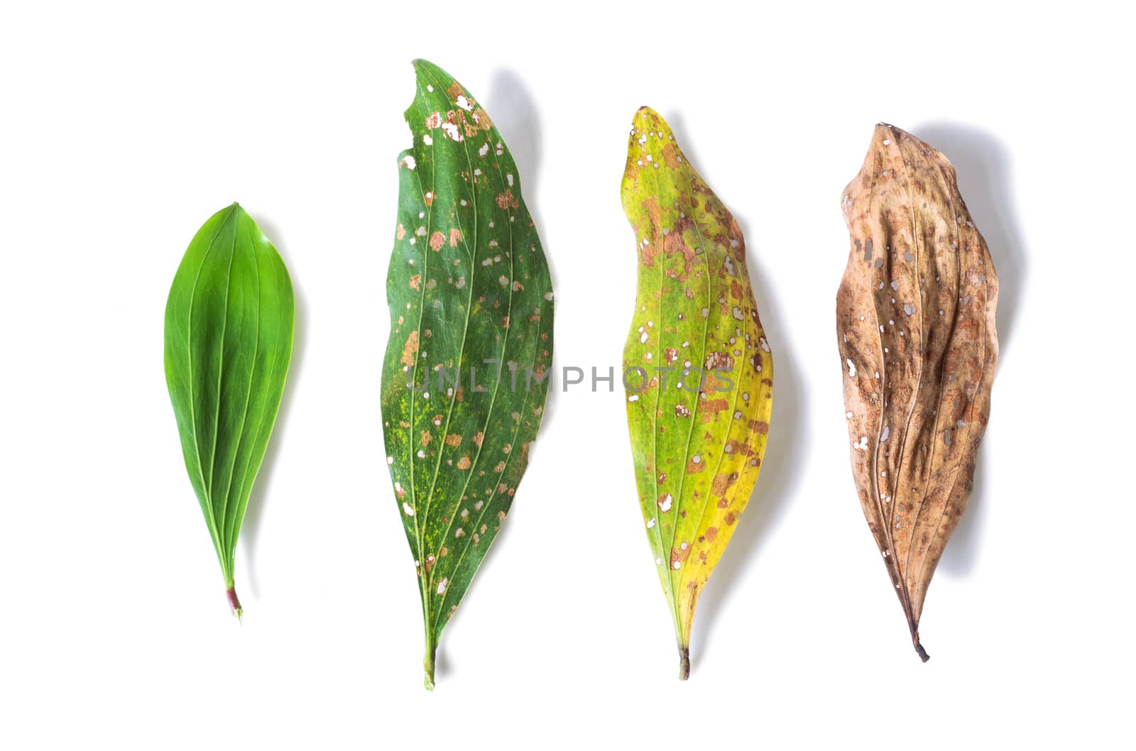 green and dry leaf full of holes isolated on white background