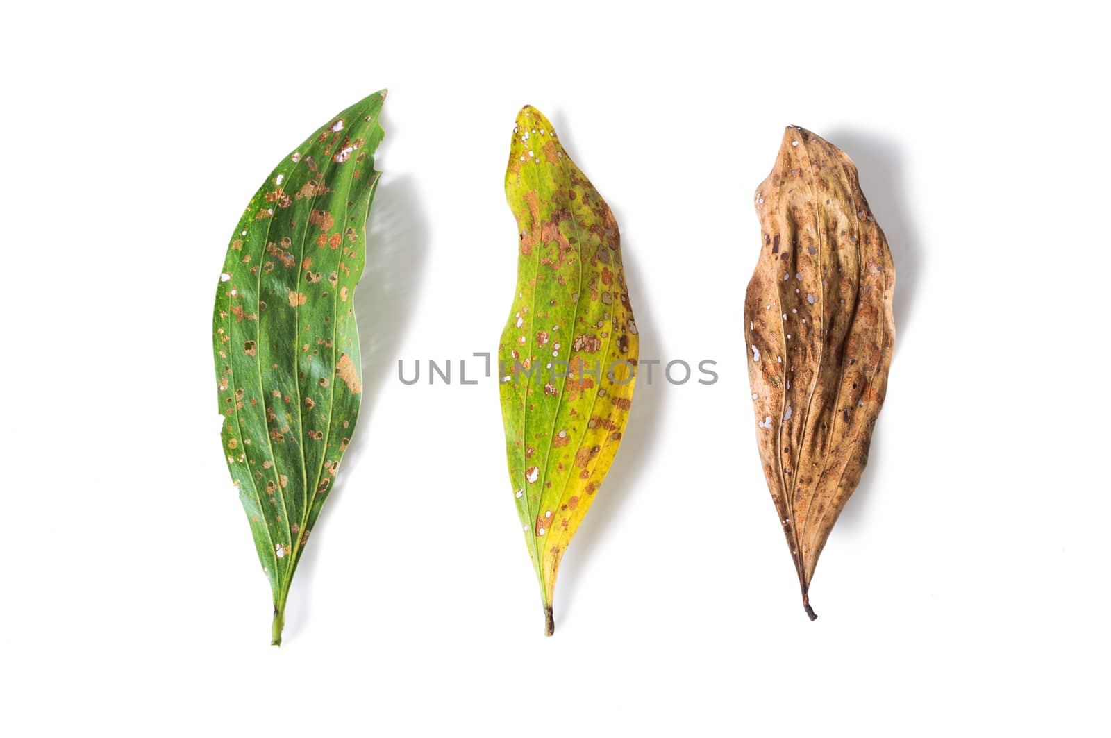 green and dry leaf full of holes isolated on white background