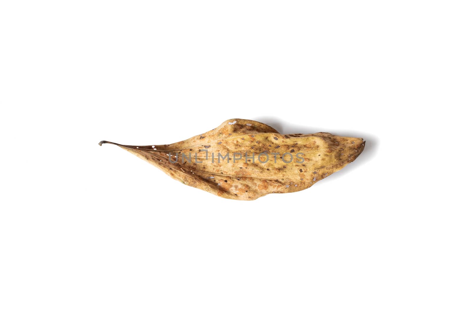 dry leaf full of holes isolated on white background