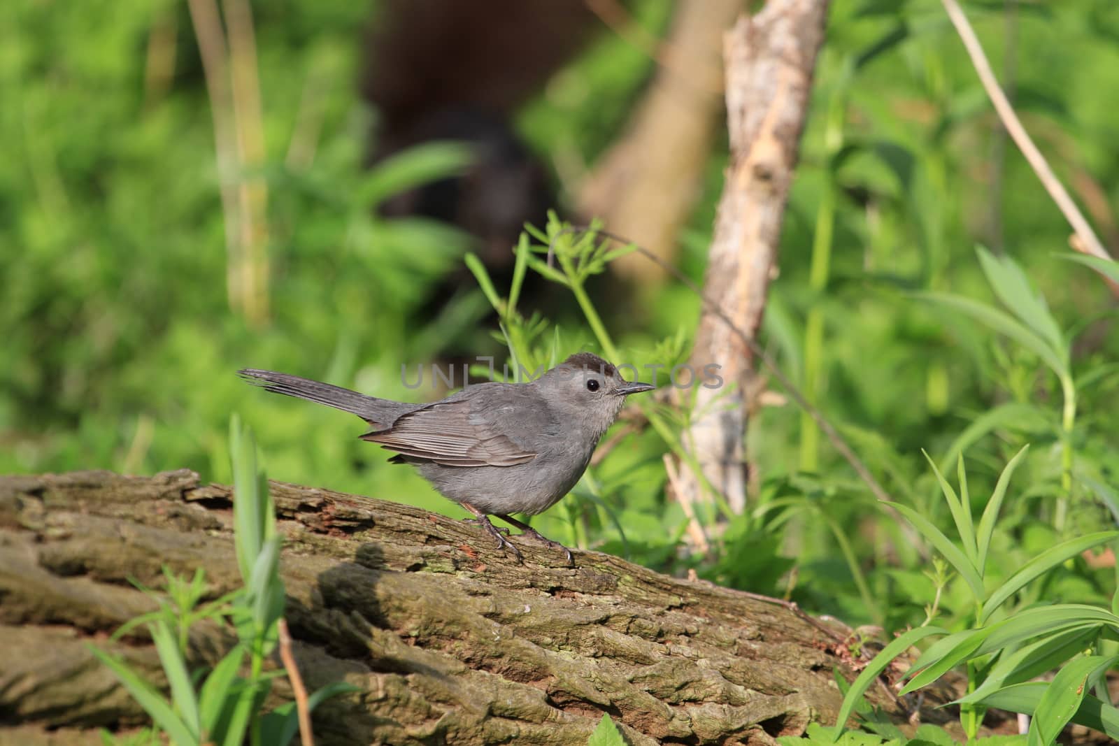 Gray Catbird perched on dead log in early morning sun