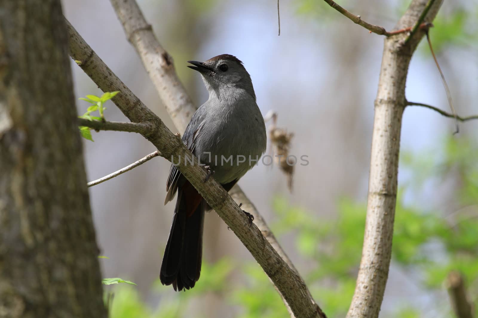 Gray Catbird perched on branch in early morning