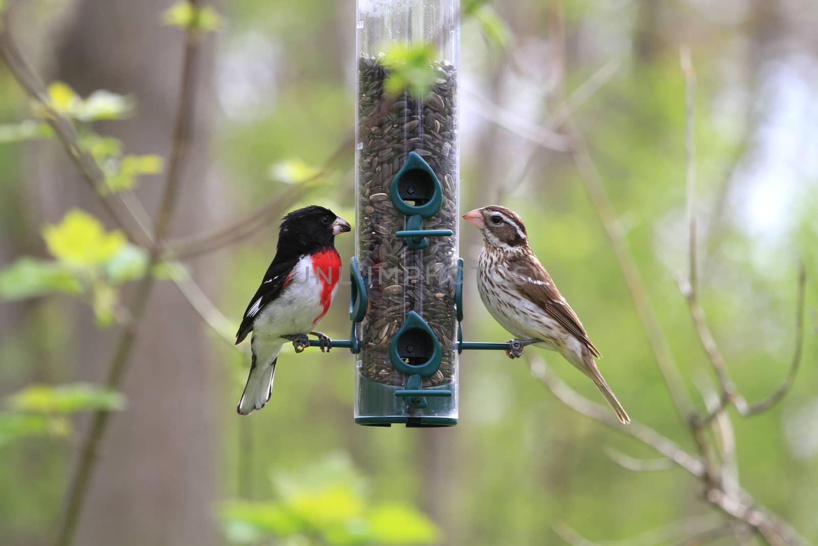 Rose-breasted Grosbeak male and  female on birdfeeder