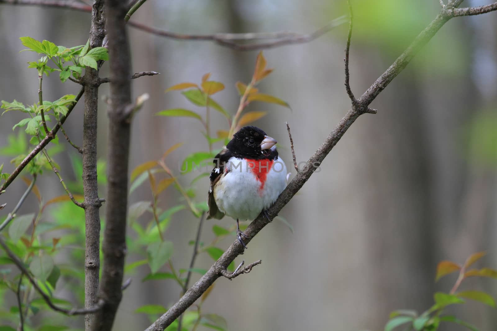 Rose-breasted Grosbeak male perched on branch in early morning