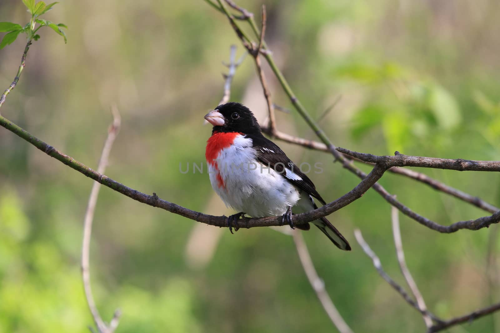 Rose-breasted Grosbeak male perched on branch in early morning