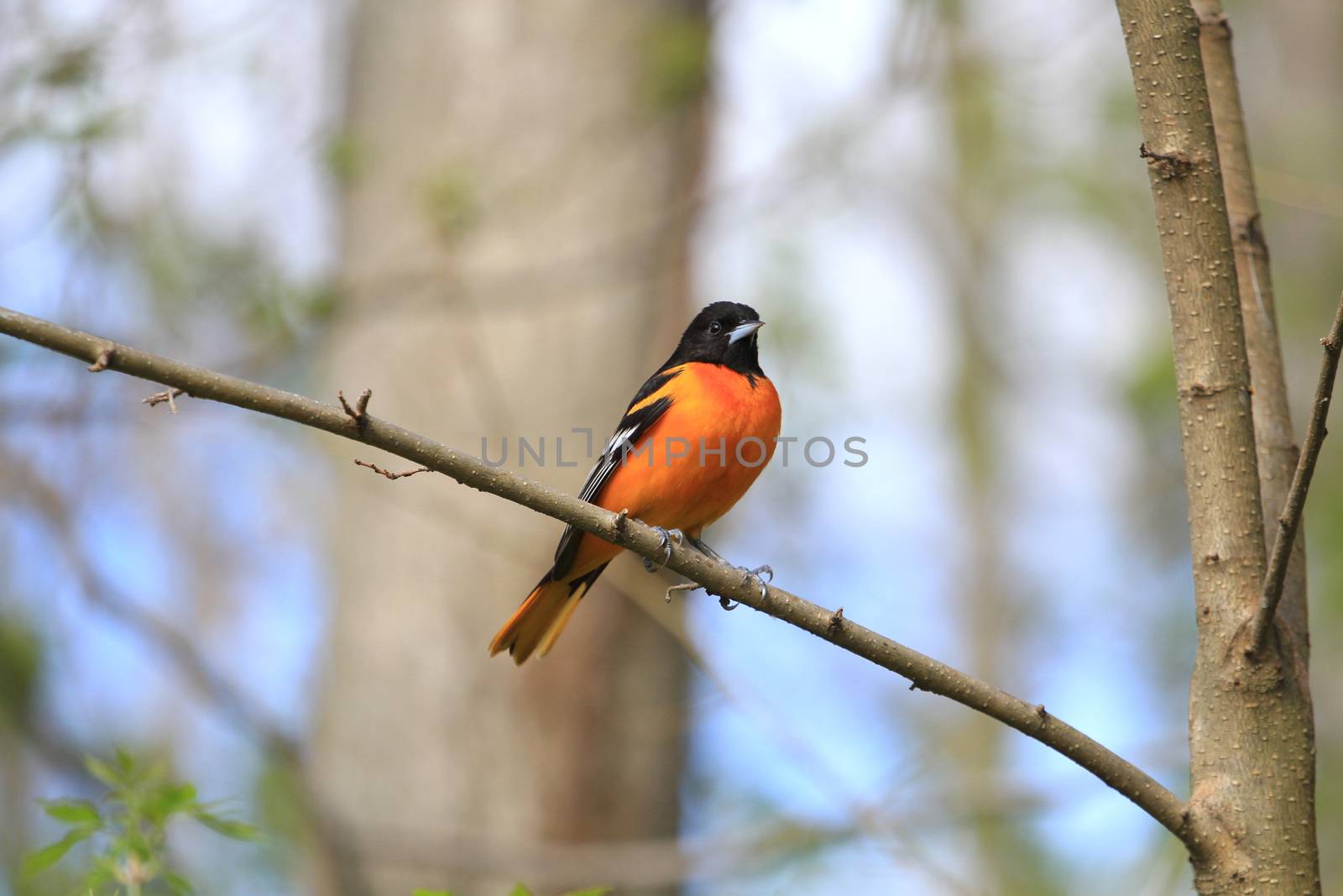 Northern Oriole male perched on branch in early morning sun