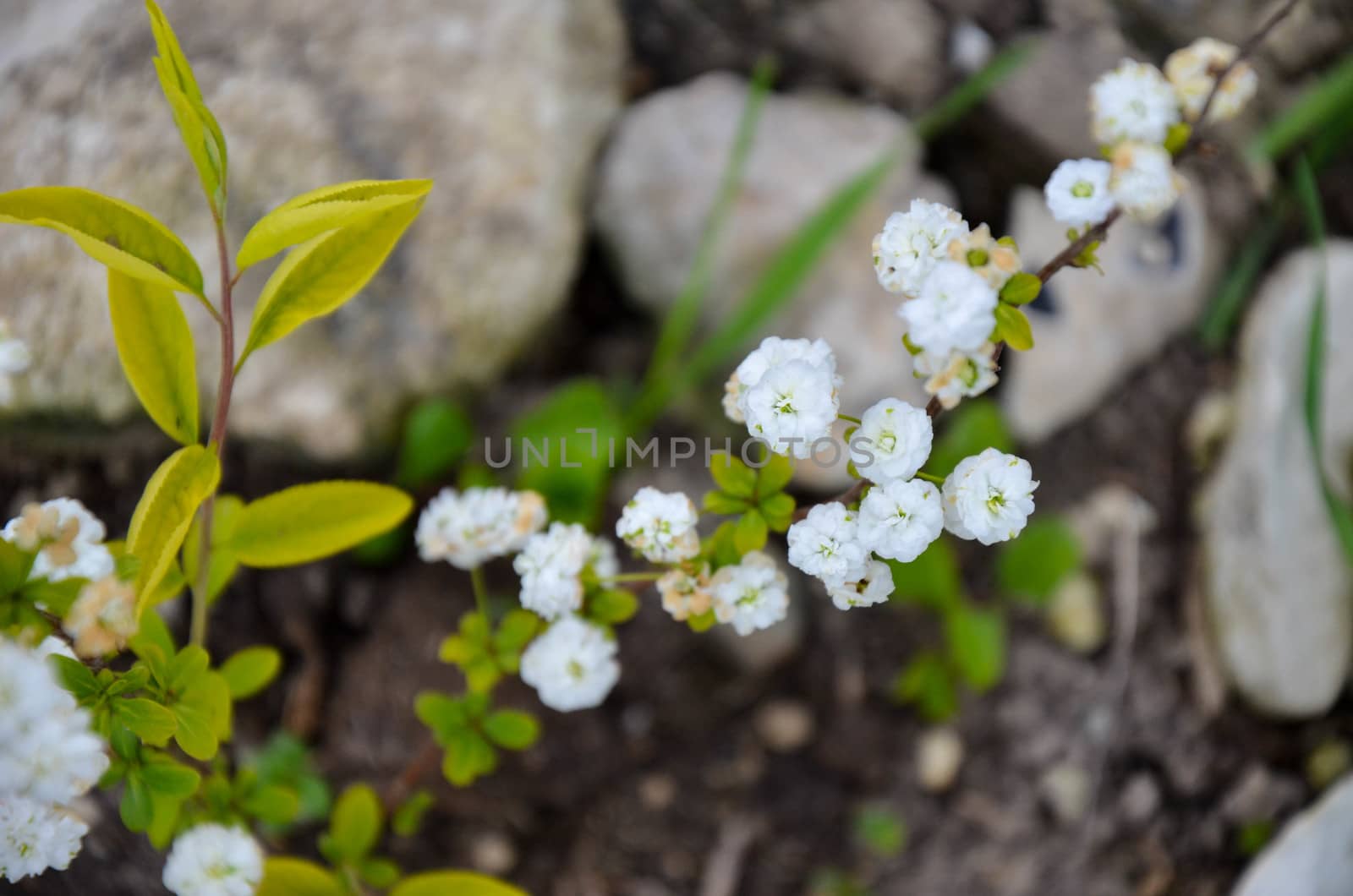 bush of white flowers in spring by kimbo-bo