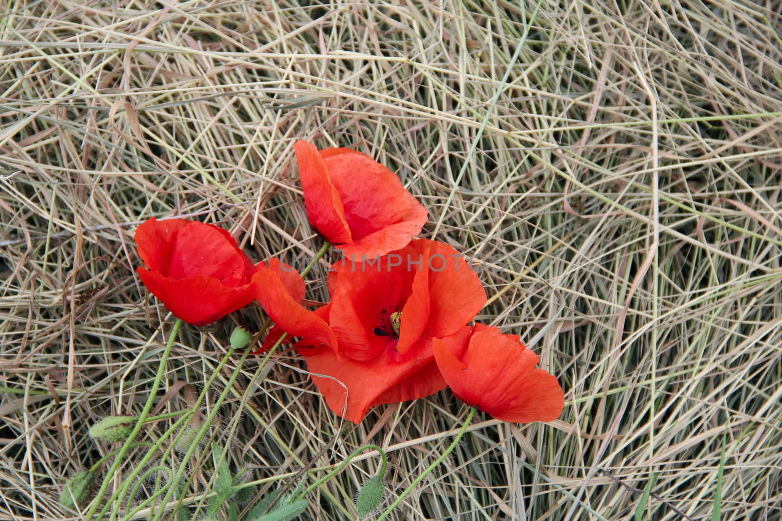 big red poppy on the hay. photo