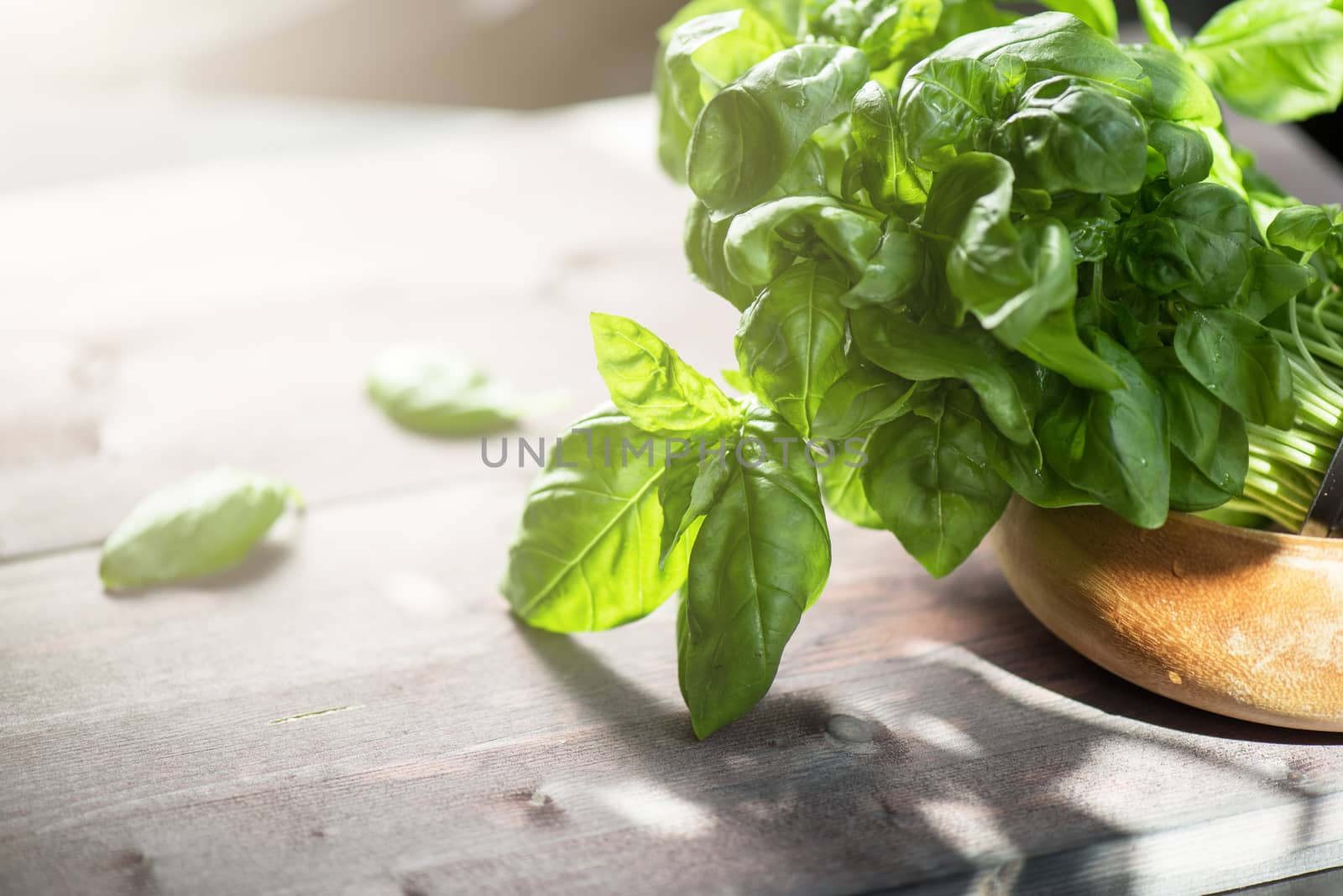 Fresh organic basil leaves on a wooden table