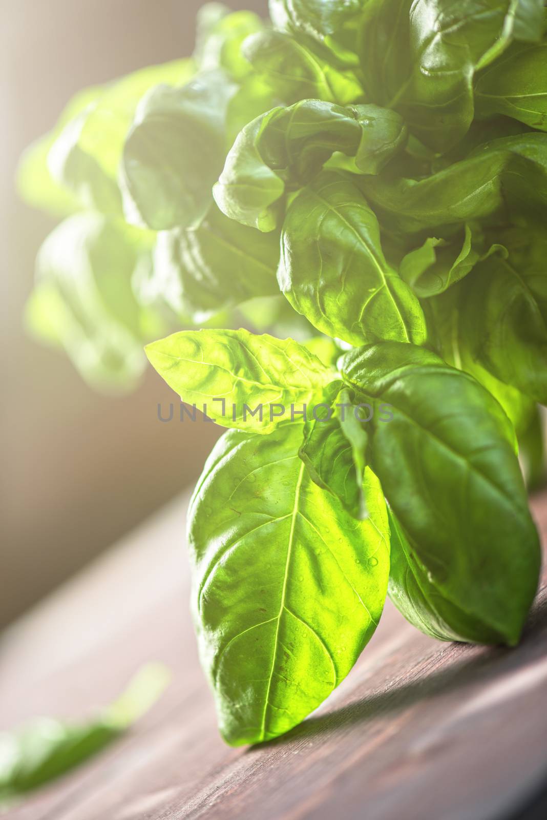 Fresh organic basil leaves on a wooden table