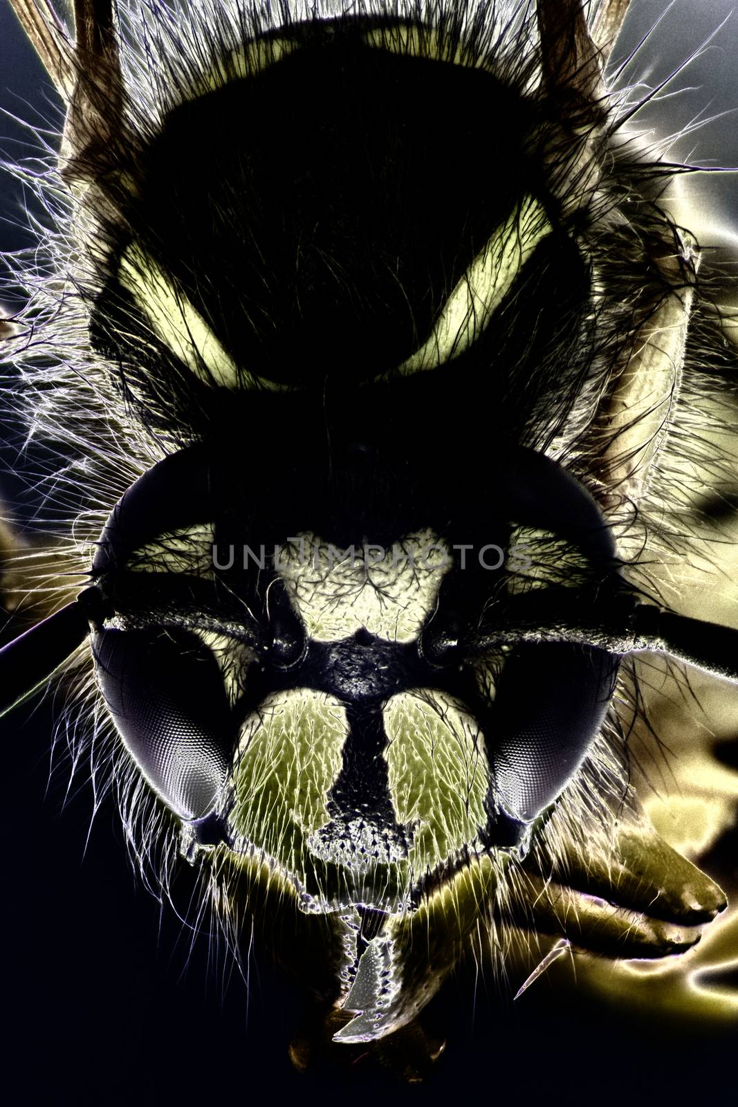 Micro Photo of a Wasp