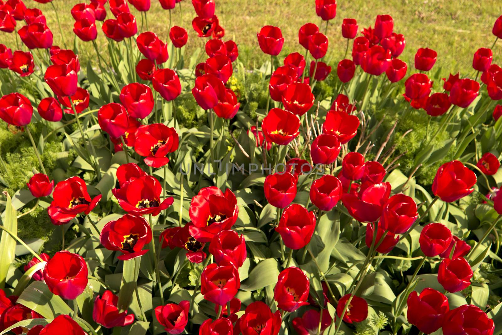 Tulips in the Garden by 3quarks