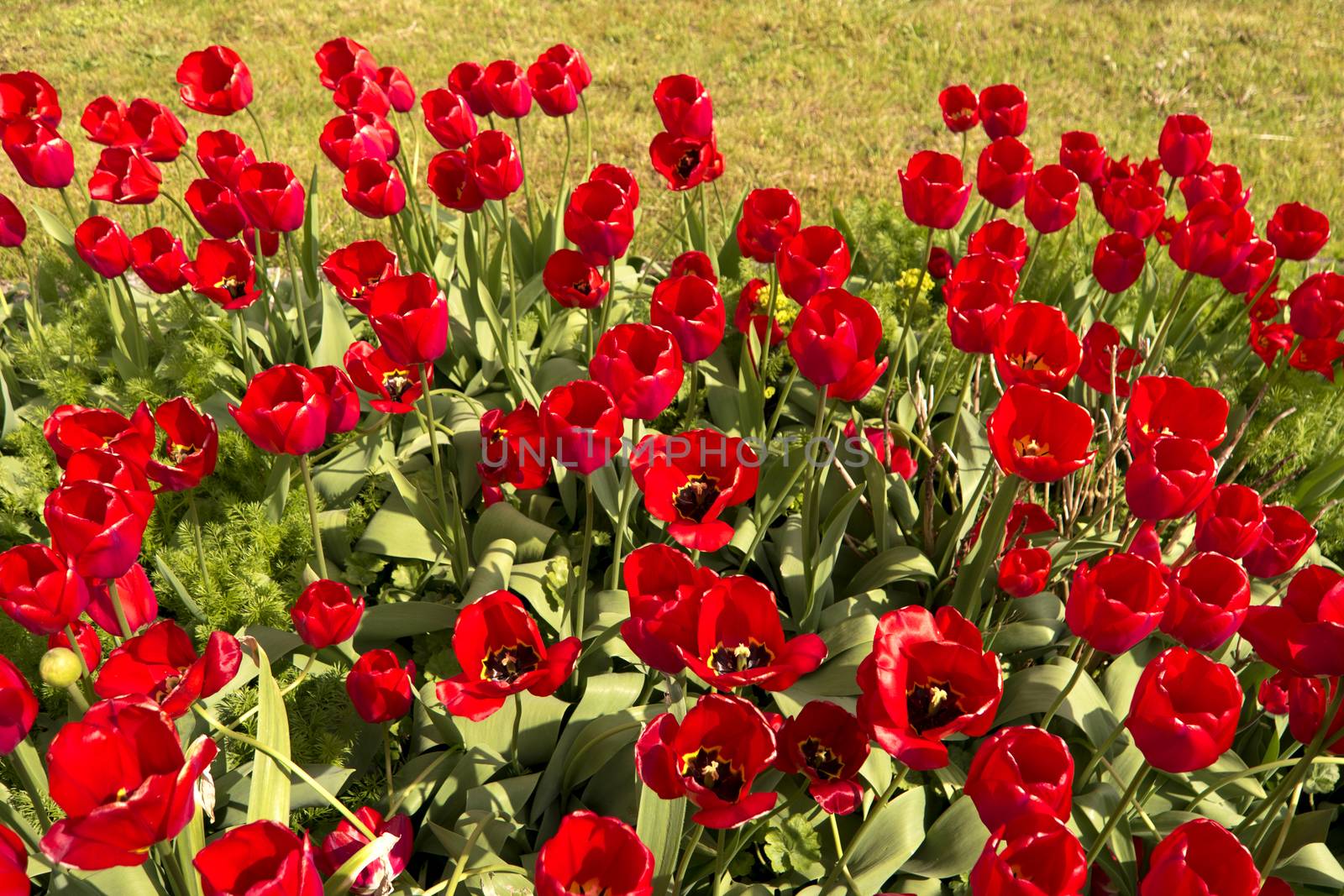 Tulips in the Garden by 3quarks