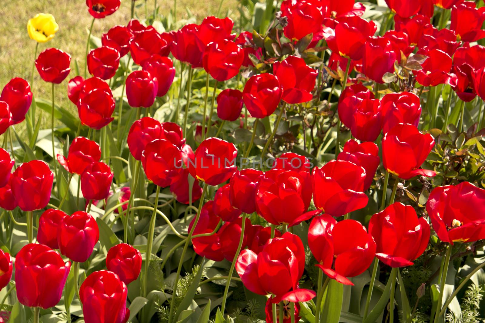 Tulips in the Garden by 3quarks