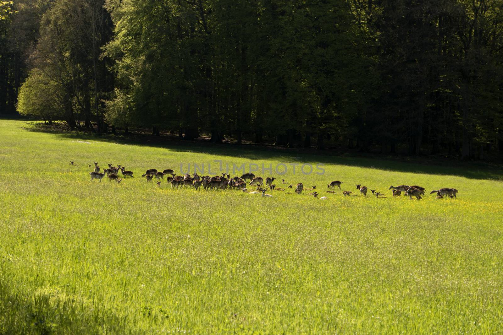 Deers in the Altmuehtal in Germany