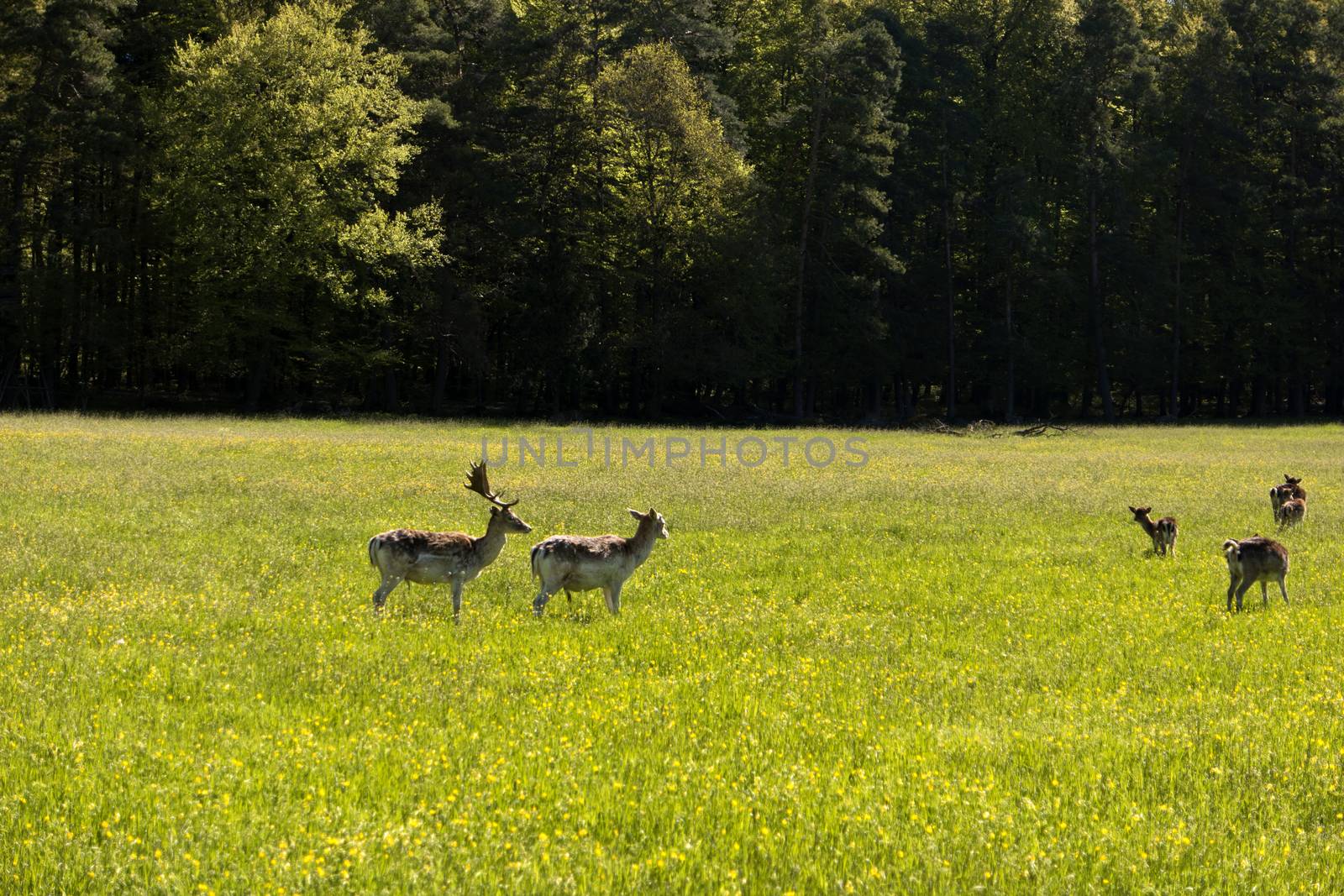 Deers in the Altmuehtal in Germany by 3quarks