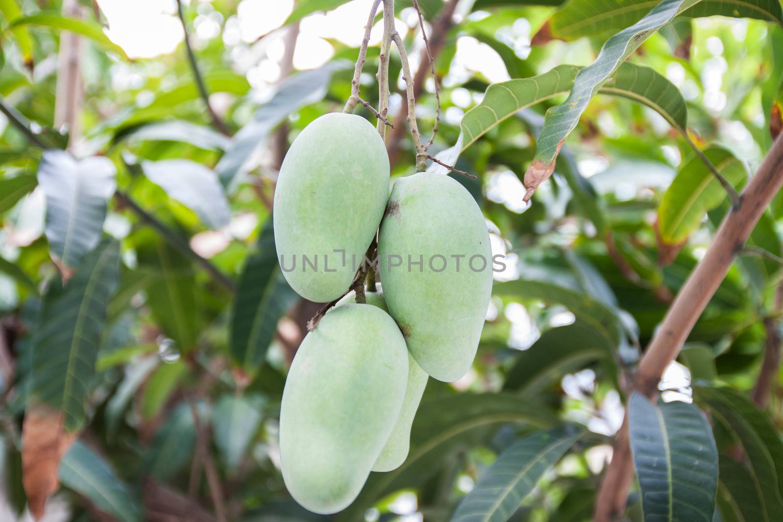 Close up of mangoes on a mango tree.