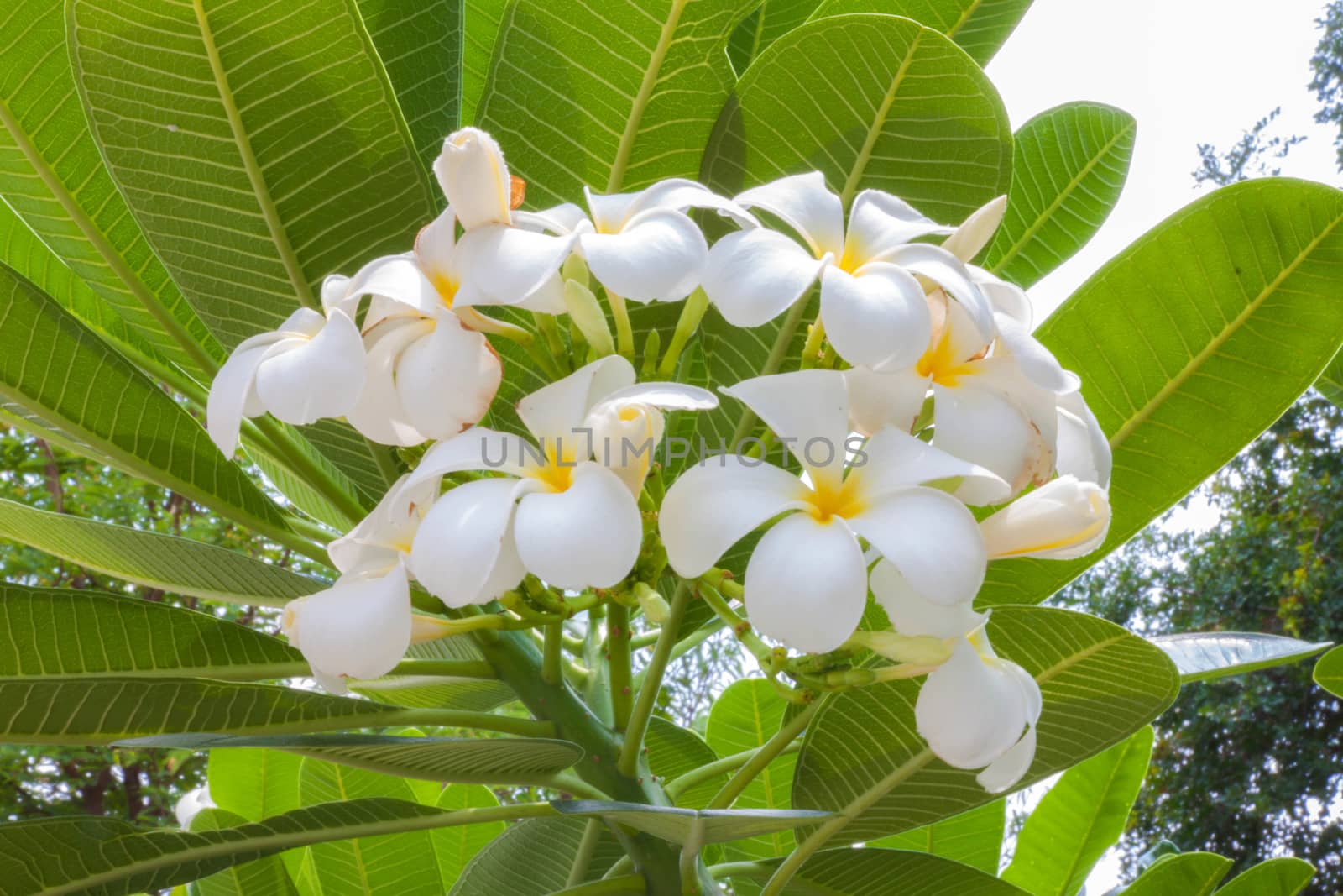 Plumeria (frangipani) flowers on tree in a sunny day.