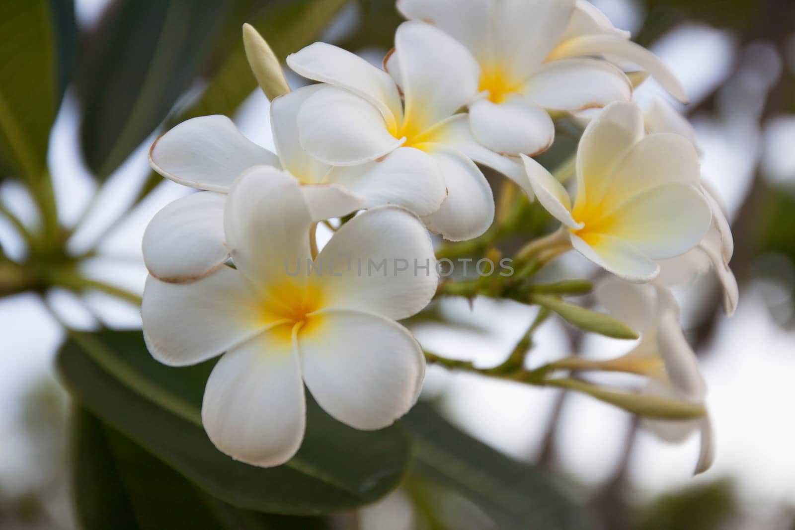 white frangipani(Plumeria ) flowers with leaves in background