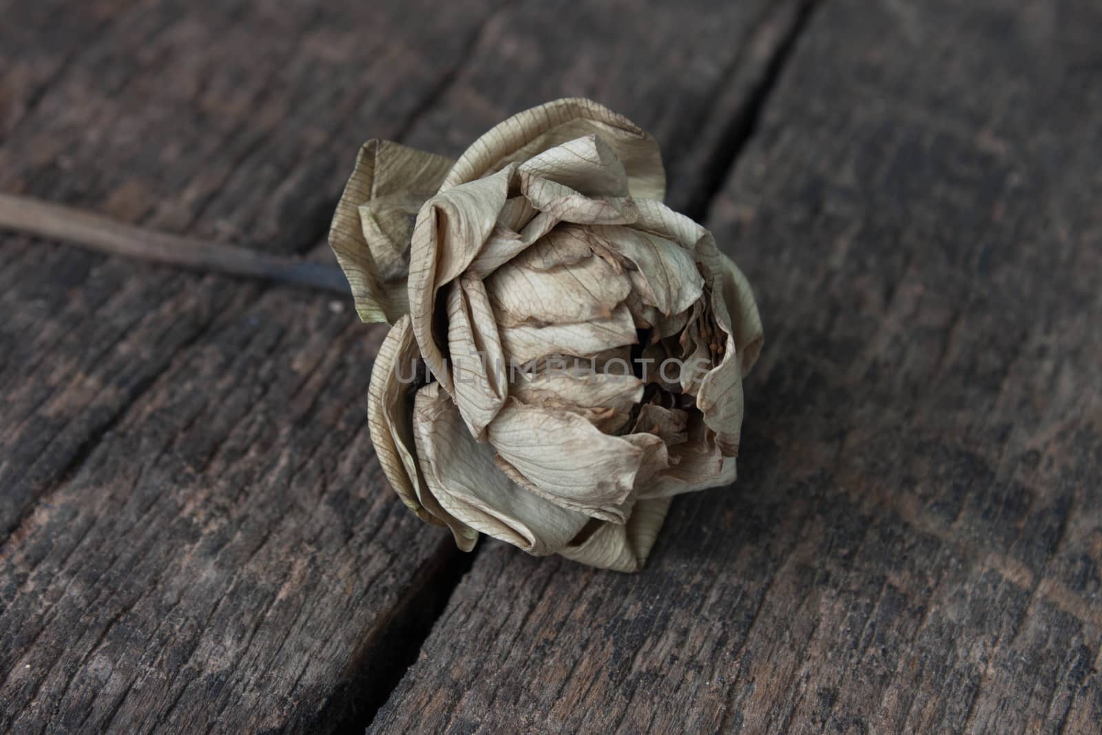 Dried lotus and Old Beautiful petals fold