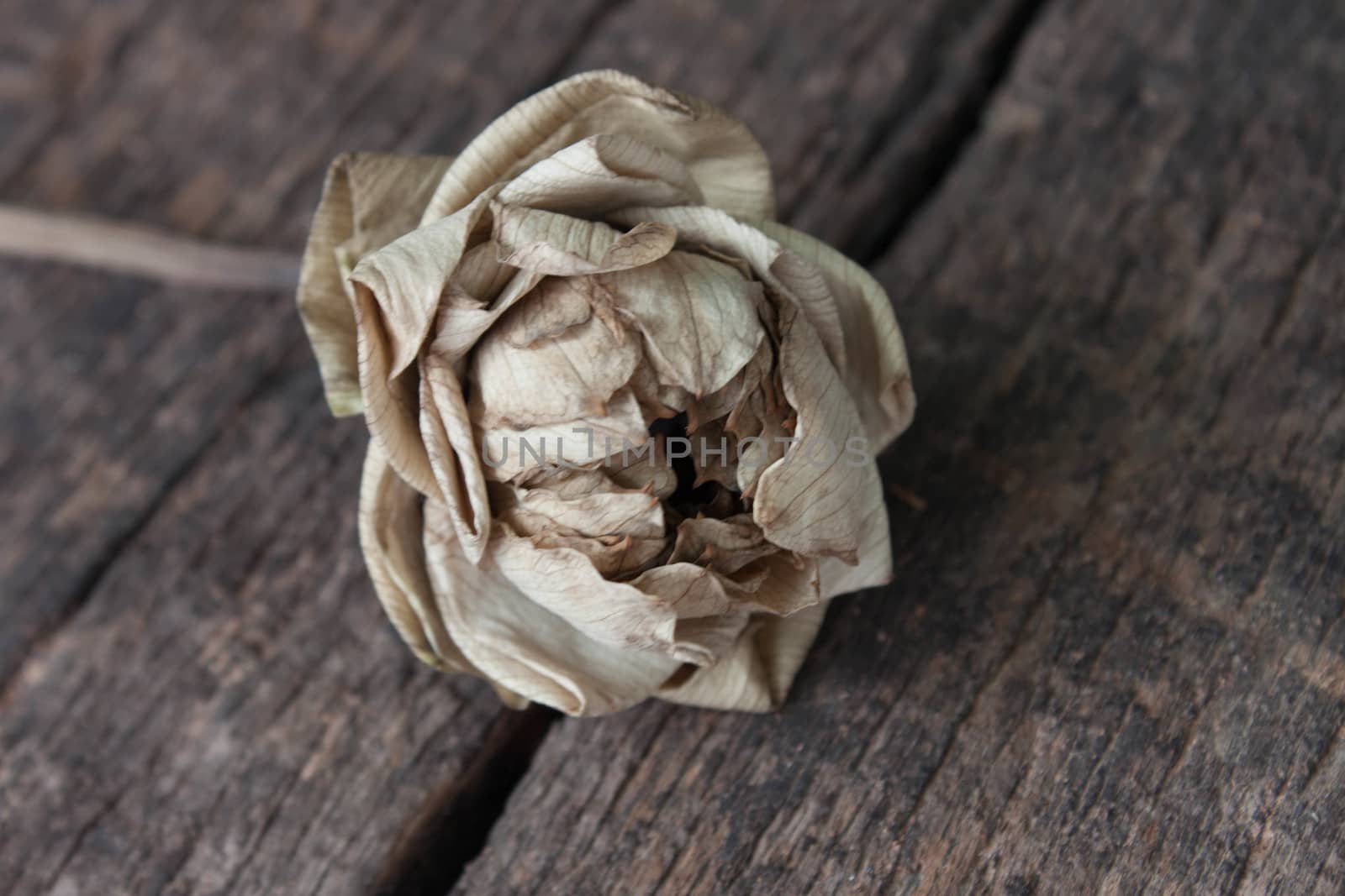 Dried lotus and Old Beautiful petals fold