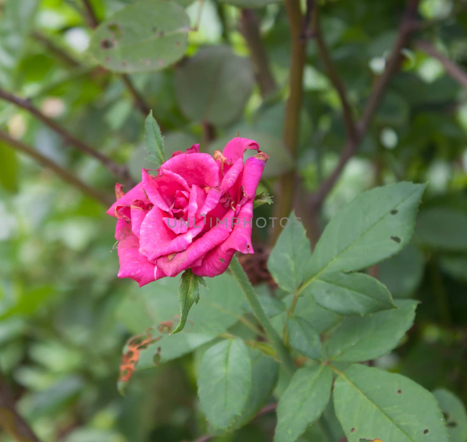 pink blooming rose with beautiful green back ground  by primzrider