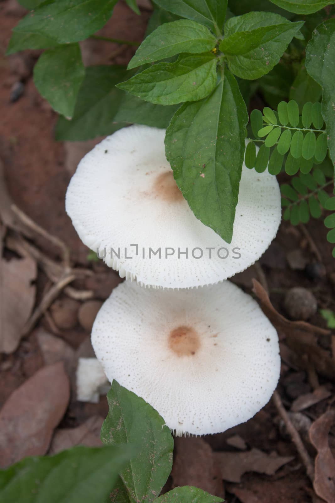 Brown ground white mushrooms in the jungle. by primzrider