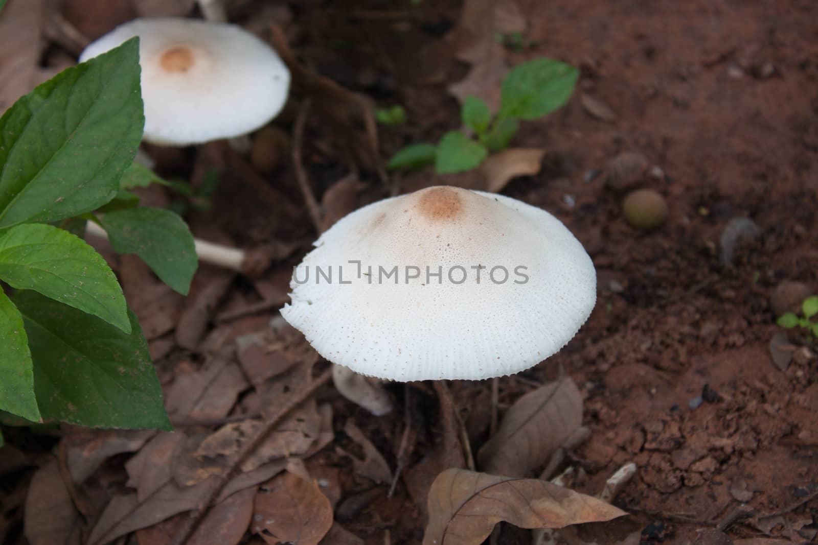 Two white flowers in the wild mushroom brown background.