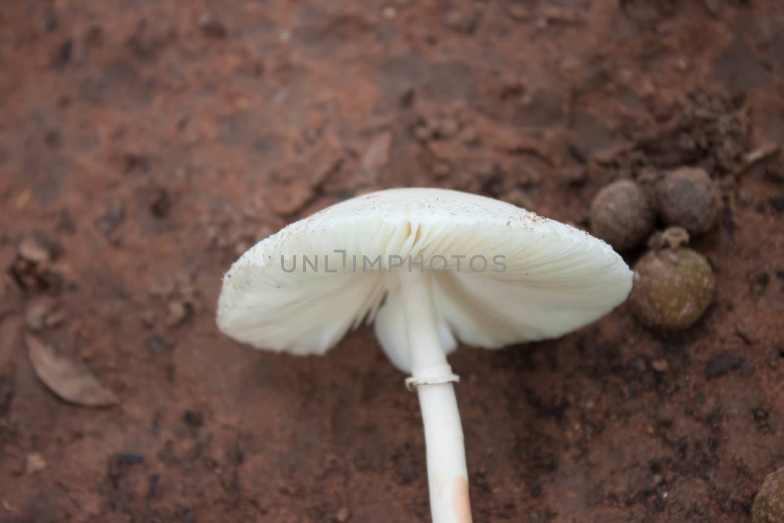
Mushrooms, white flowers lay on brown ground. by primzrider