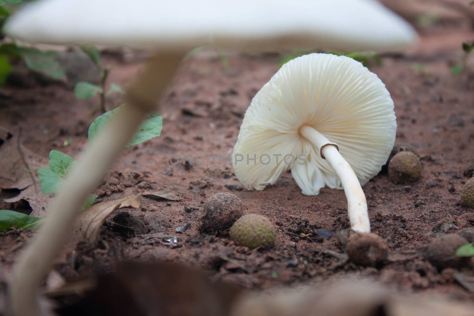 Brown ground white mushrooms in the jungle.