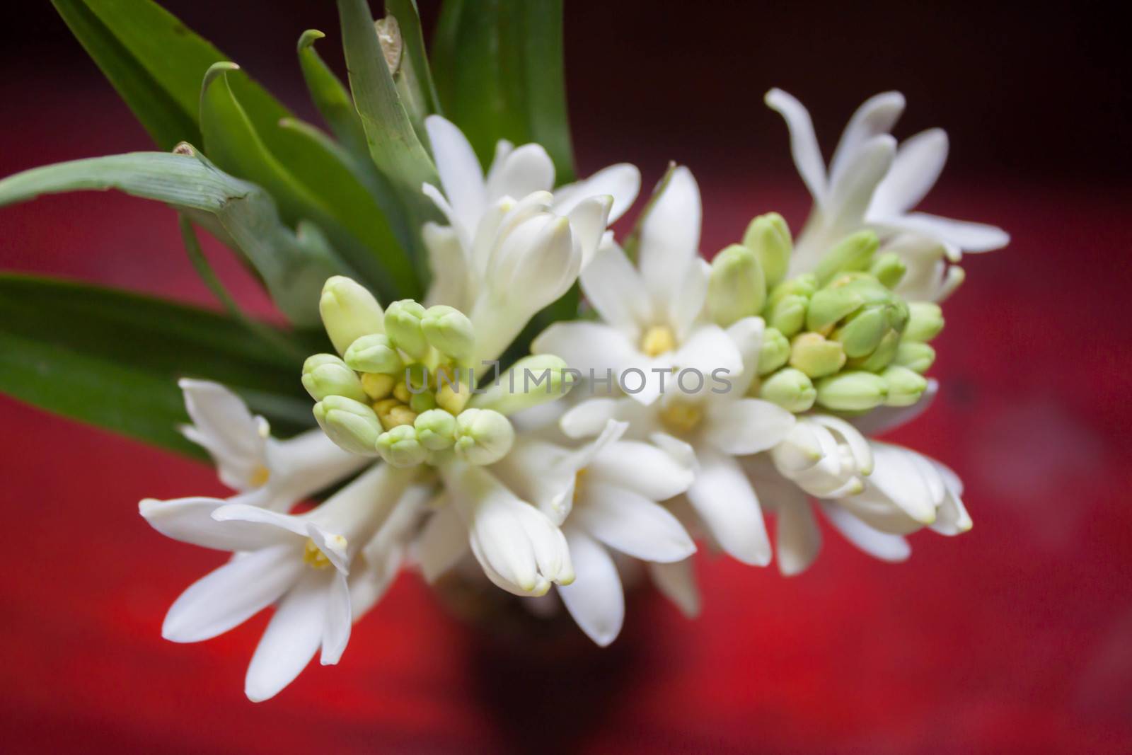 Jasmine petals, long black background.