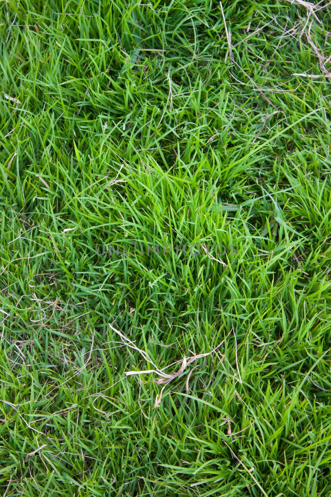 Green lawn for background