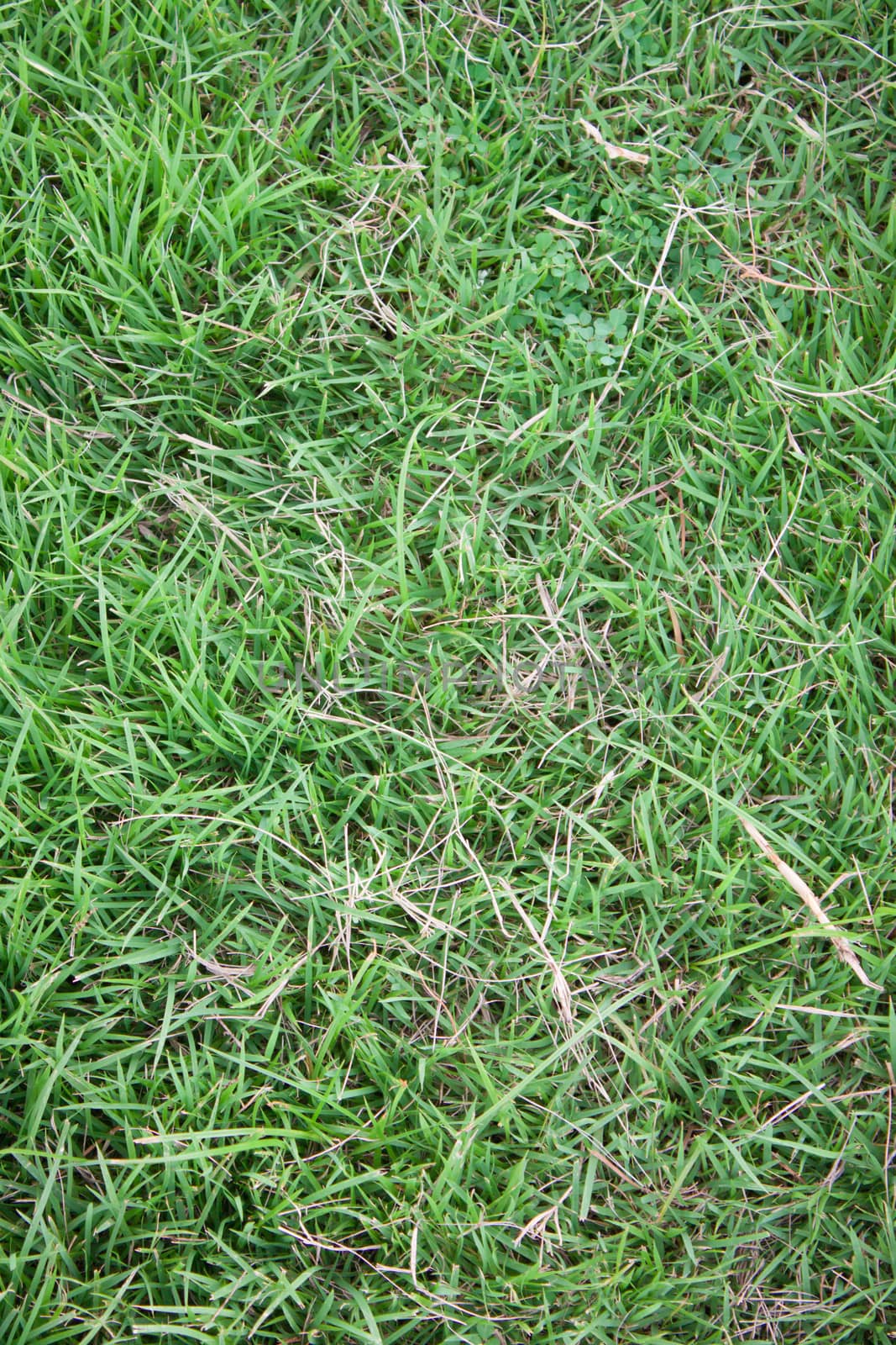 Green lawn for background