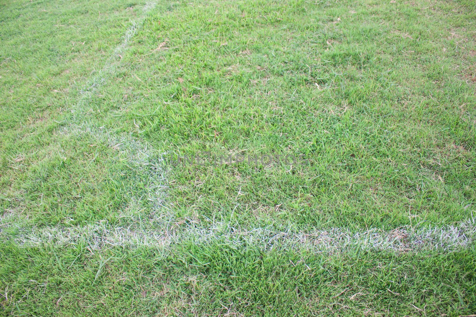 Turf soccer field green grass and white lines.