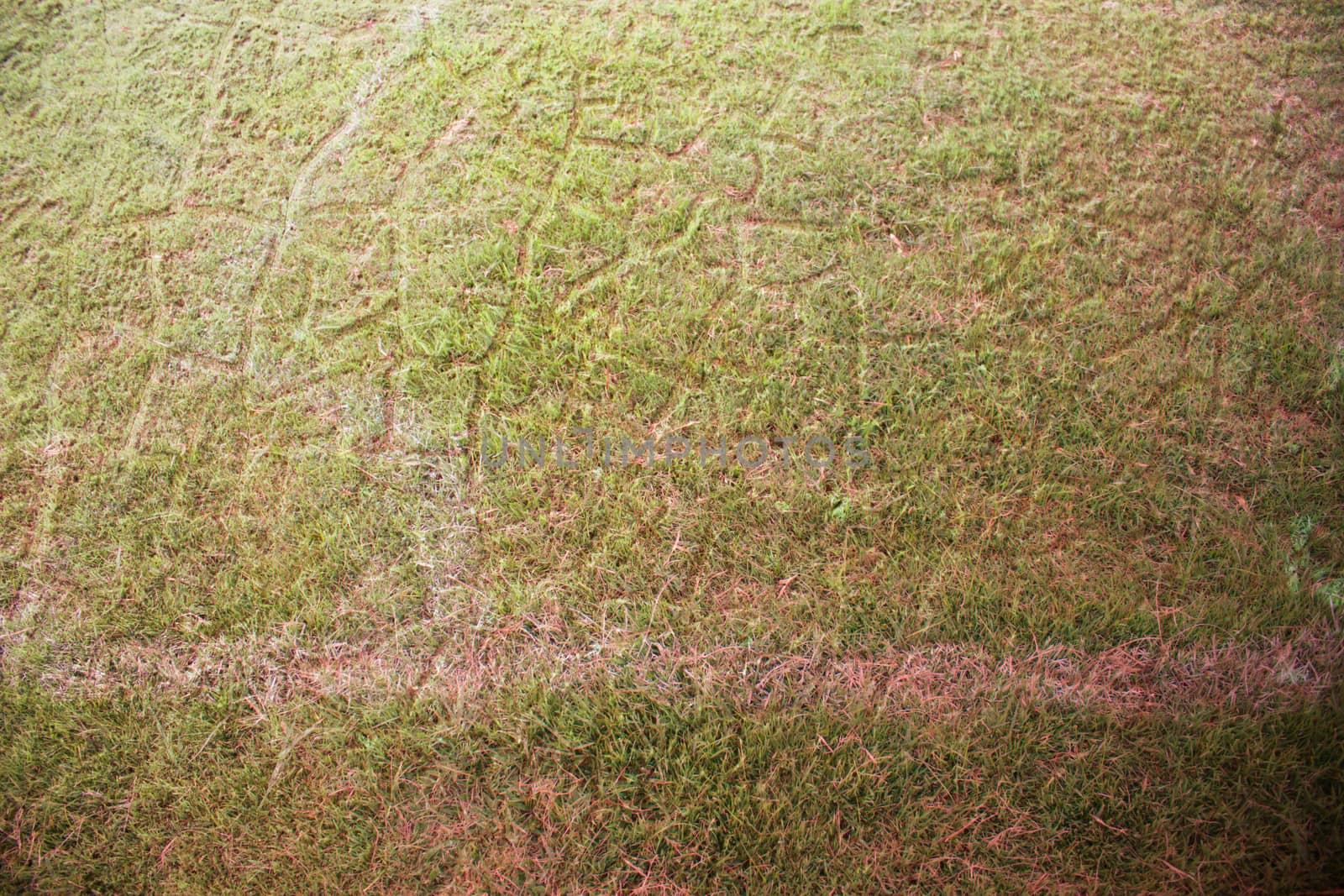 Turf soccer field green grass and white lines.