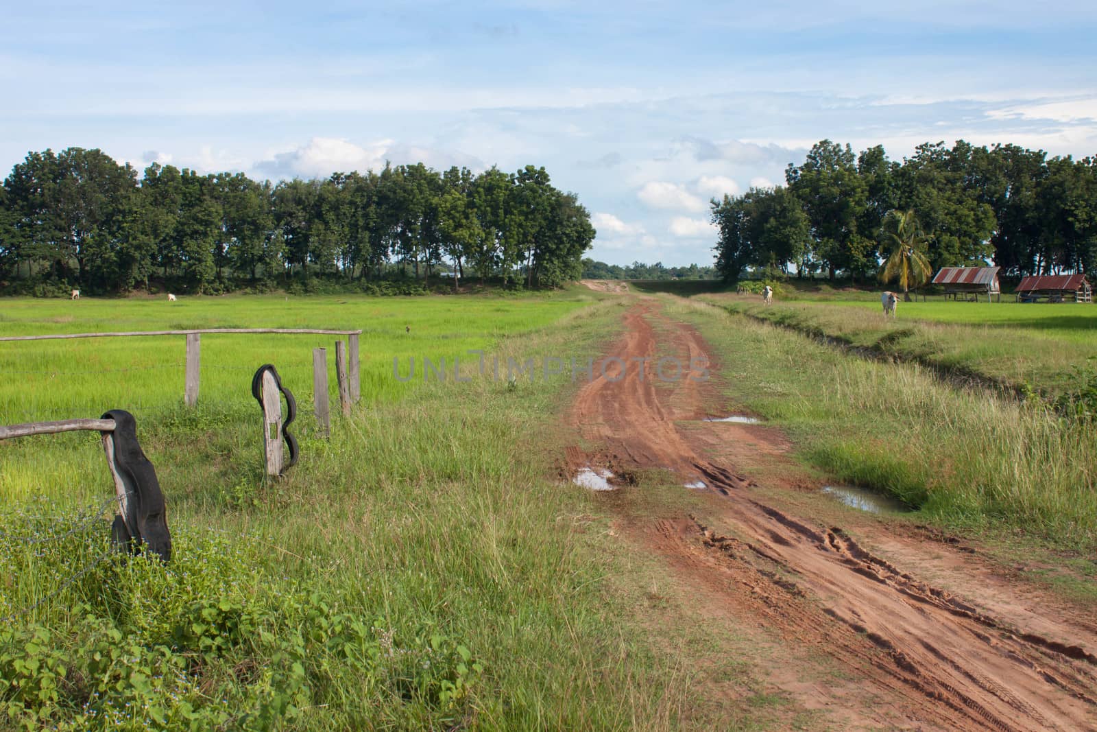 cornfield
With cattle and Bright sky view