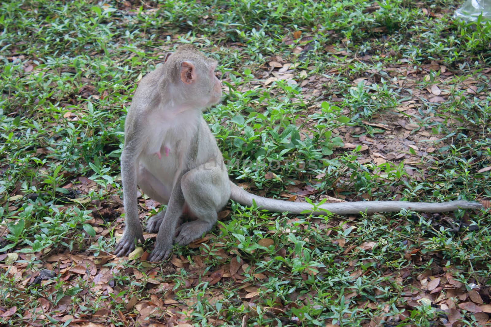 Long-tailed macaques in the park