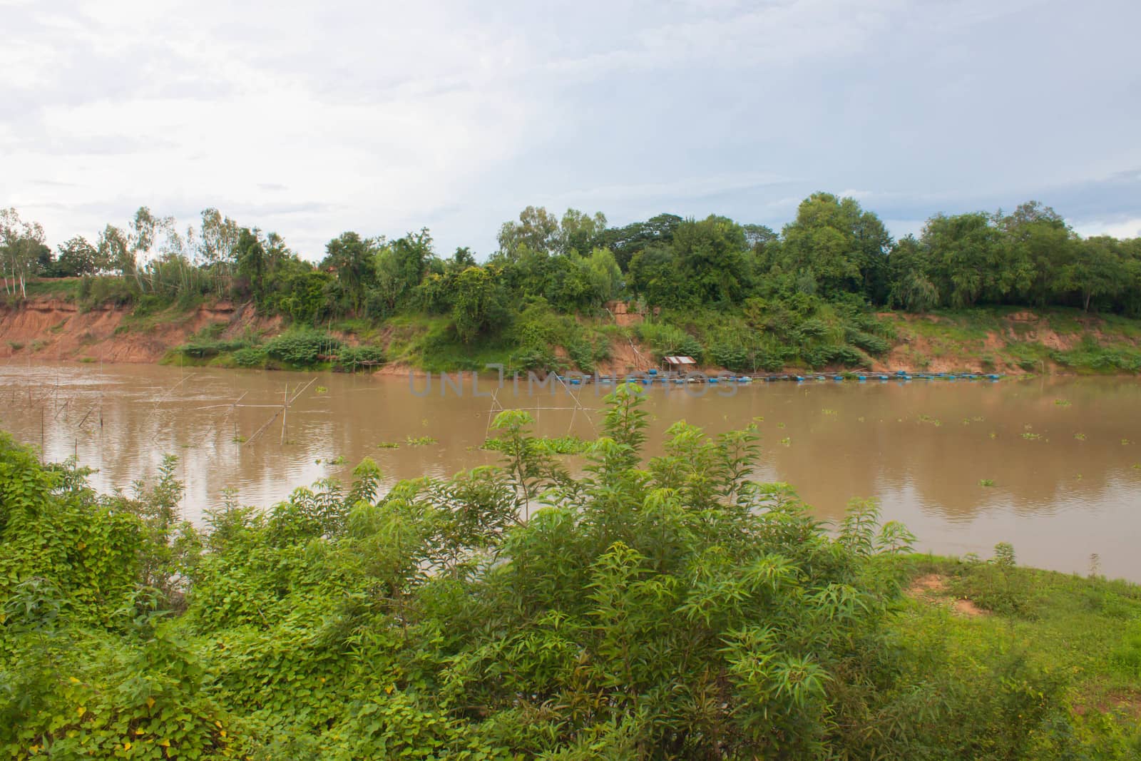 Riverine forest in Thailand