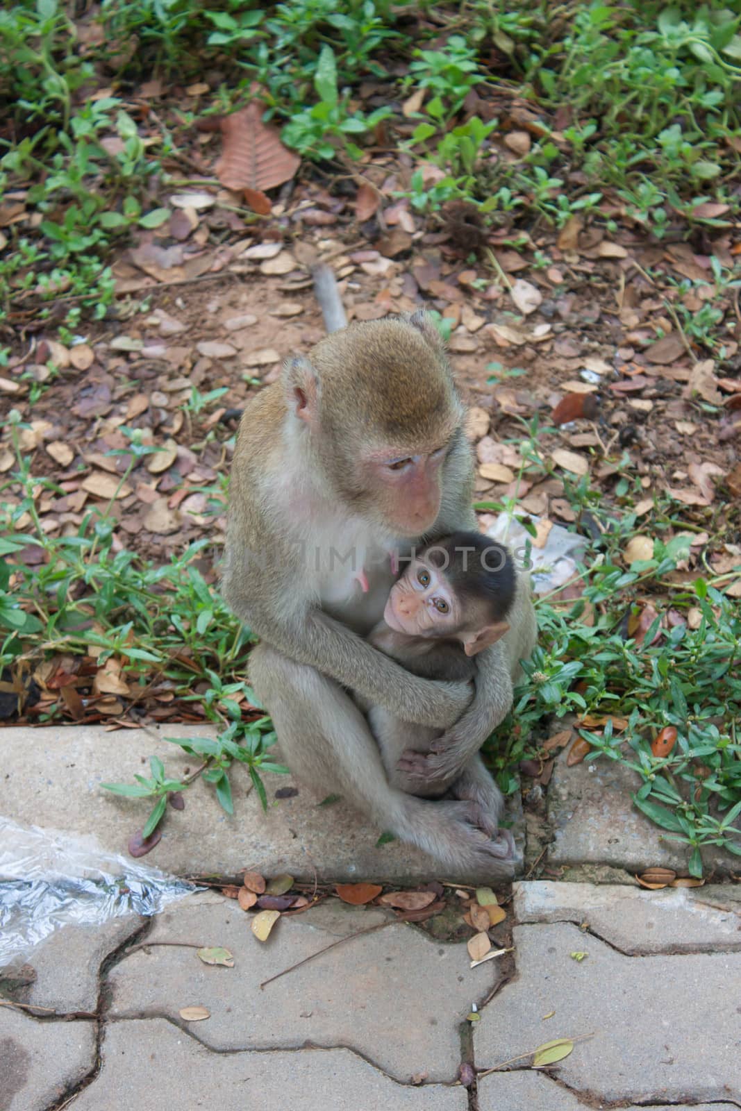 mother monkey
Embracing a small child