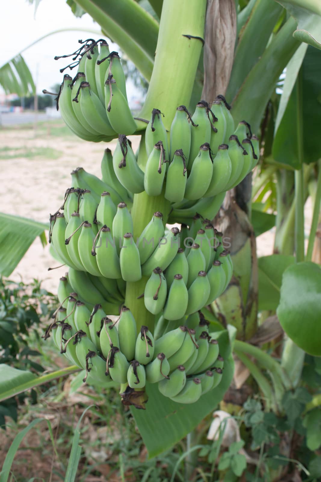 green banana on tree from thailand