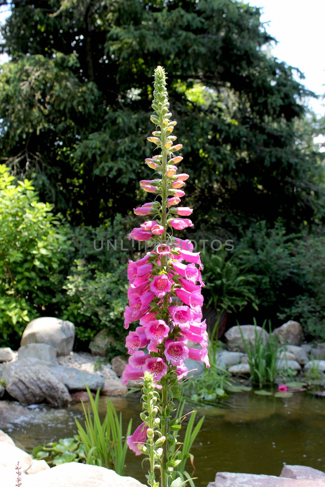 Digitalis is a genus of about 20 species of herbaceous perennials, shrubs, and biennials commonly called foxgloves. This genus is native to western and southwestern Europe, western and central Asia, Australasia and northwestern Africa.