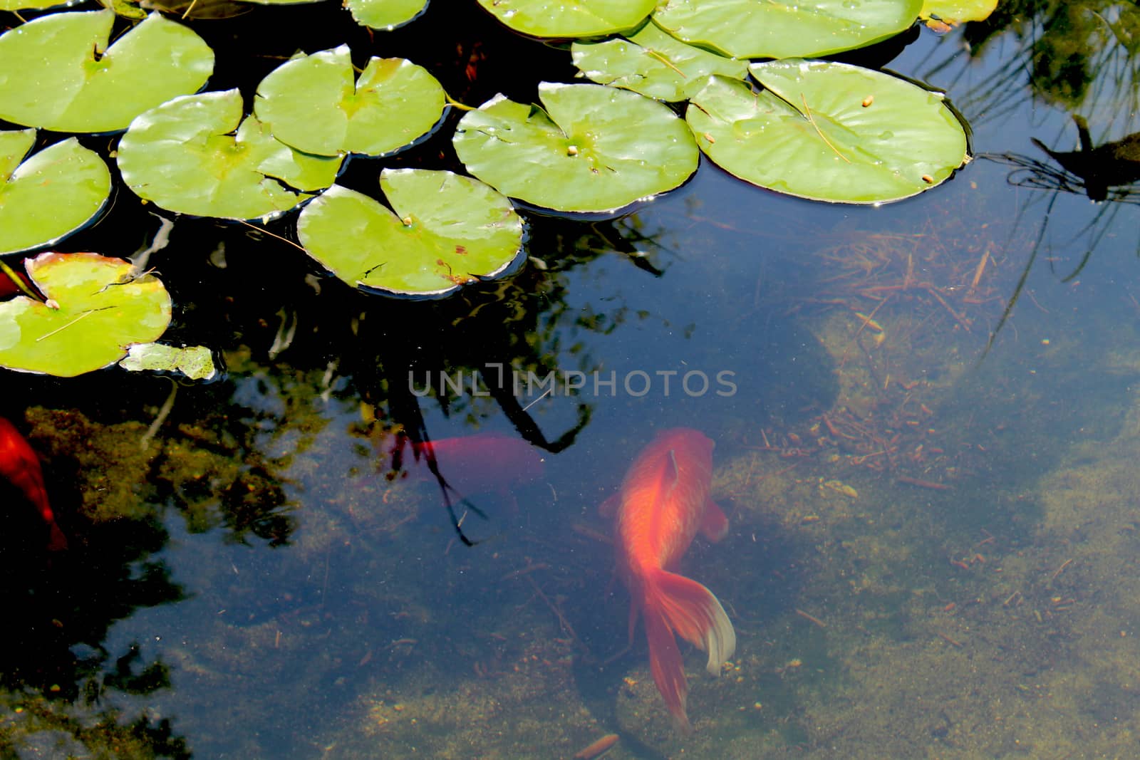 Goldfish Koi swim among green flat Lilly Pads in an ornamental garden pond.