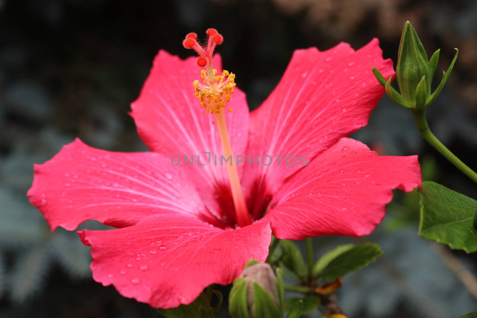 Hibiscus rosa-sinensis, known colloquially as Chinese hibiscus, China rose,  Hawaiian hibiscus, and shoeblackplant, is a species of tropical hibiscus, a flowering plant in the Hibisceae tribe of the family Malvaceae, native to East Asia.