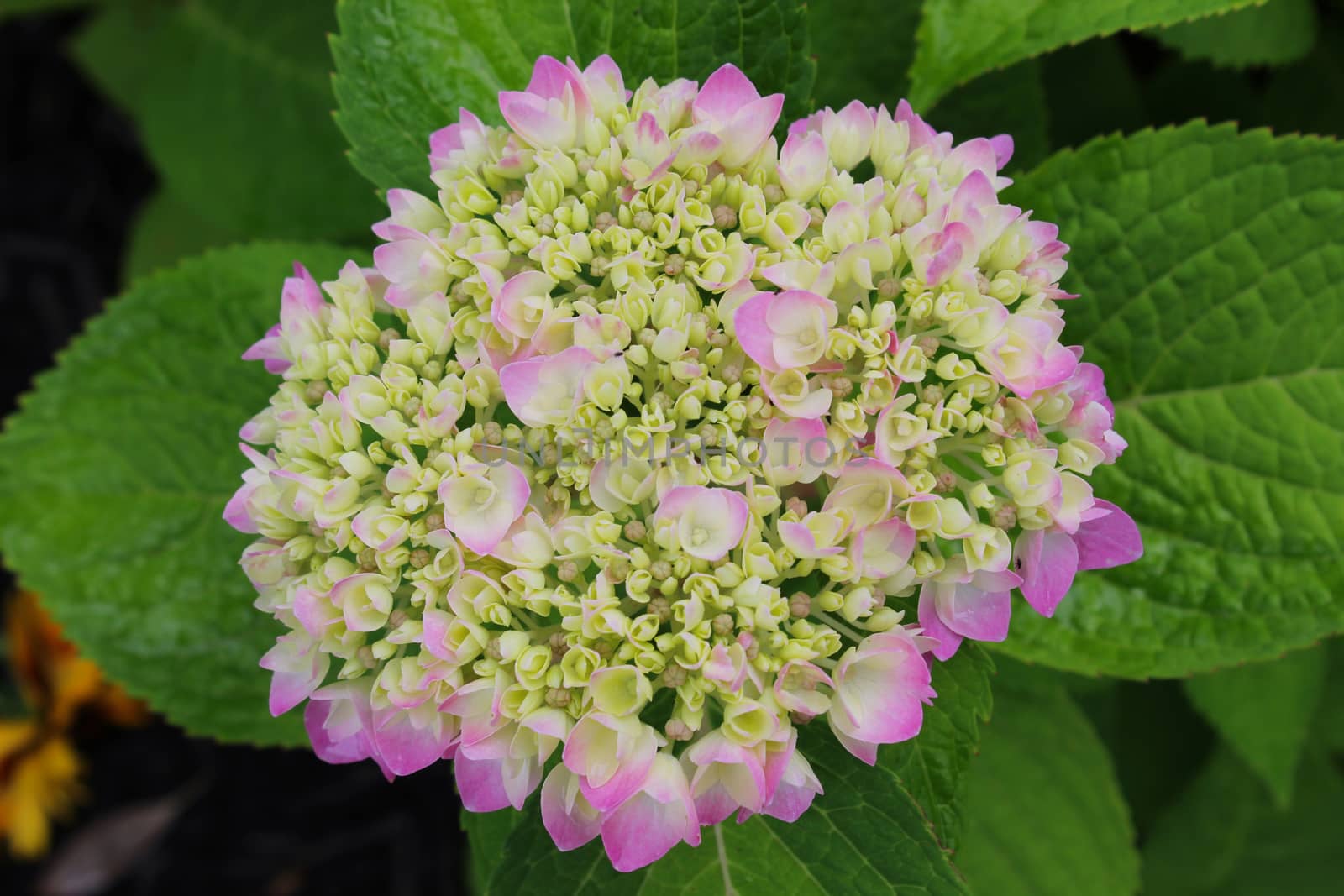 Hydrangeas are extremely vigorous, long-lived shrubs that offer varied and extravagant blooms throughout summer and into fall, when many shrubs have completed their show. Modern selections come in enticing shades of white, cream, pink, blue, and red, and in lacecap and oakleaf shapes as well as the familiar mophead. The big, rounded flower clusters make handsome dried arrangements. Hydrangeas can show off in gardens or containers and, because they tolerate both wind and salt, make an ideal choice for the seaside summer cottage.