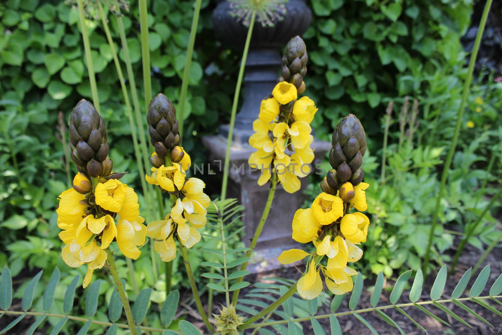 Mahonia media Charity Flowers by Catmando