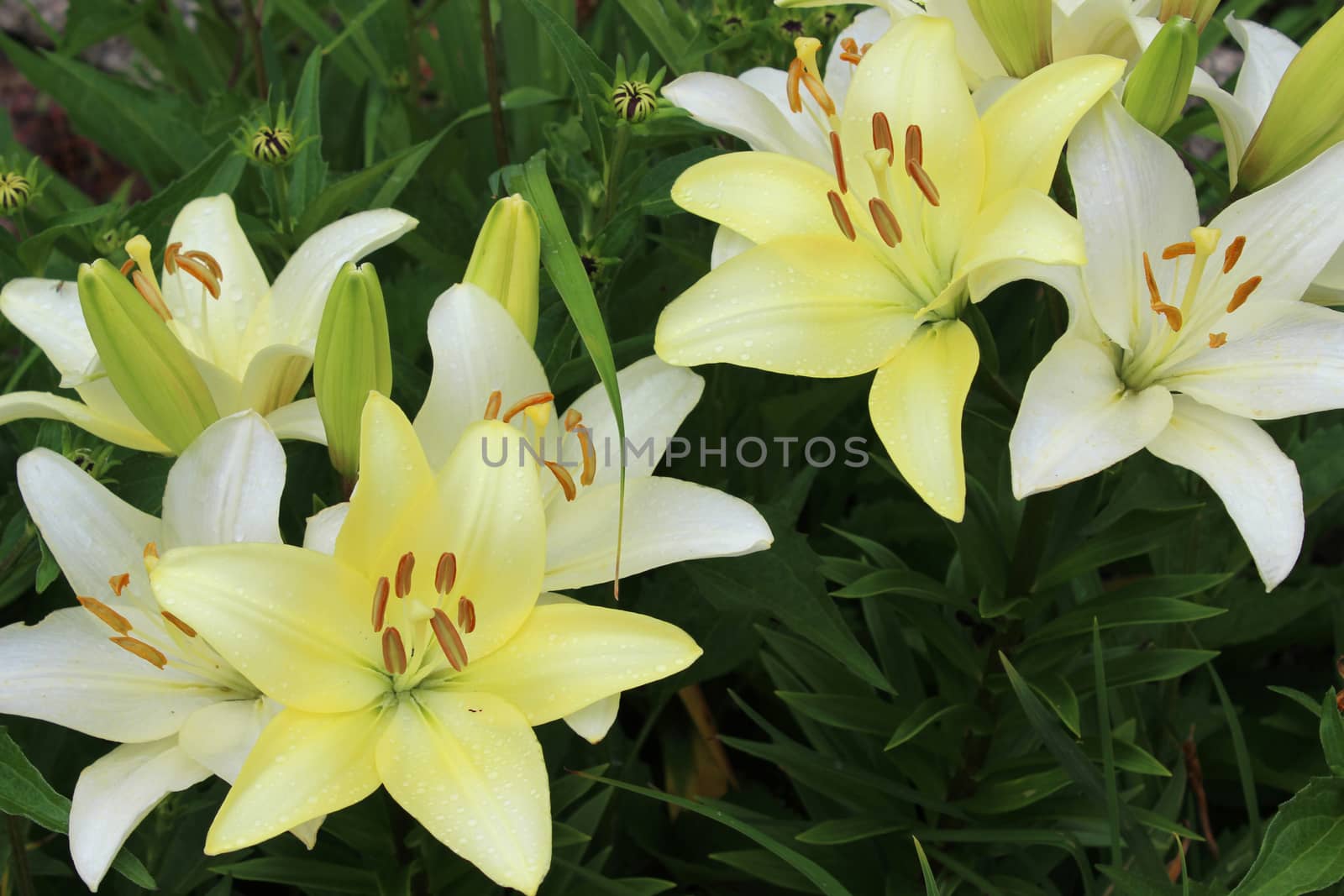Pale Yellow Daylily Flowers by Catmando