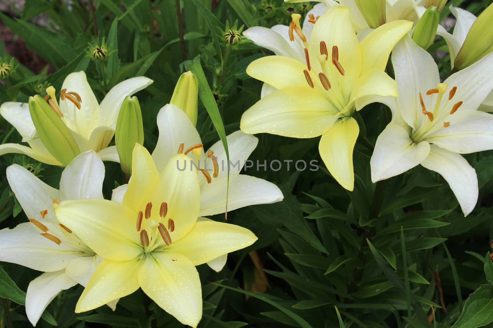 A daylily is a flowering plant in the genus Hemerocallis. Gardening enthusiasts and professional horticulturalists have long bred daylily species for their attractive flowers. Thousands of cultivars have been registered by local and international Hemerocallis societies. Hemerocallis is now placed in family Xanthorrhoeaceae, subfamily Hemerocallidoideae, but used to be part of Liliaceae (which includes true lilies).