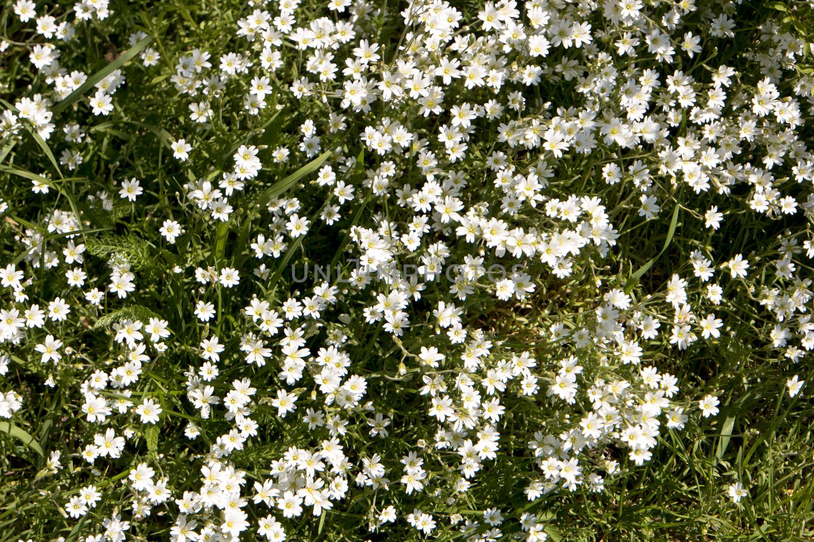 Flower Meadow by 3quarks